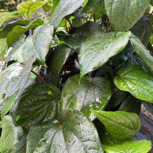 Piper Betle plant