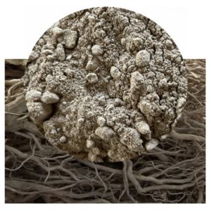 Piper methysticum - Lateral Roots Kava