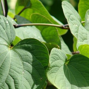Piper methysticum leaves
