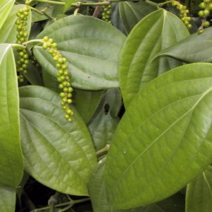 Piper nigrum leaves and berries