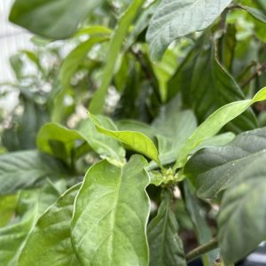 Psychotria viridis cv. Luna Plant