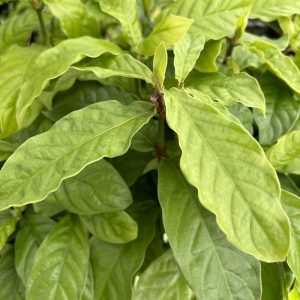 Psychotria viridis Shipibo Plant Close up