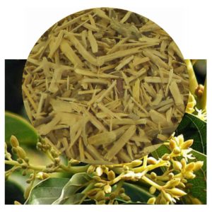 Ptychopetalum olacoides with shredded bark inset