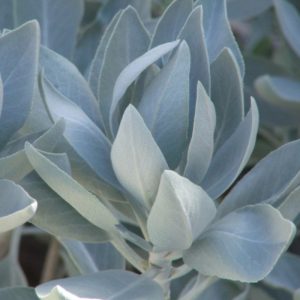 Salvia apiana (White Sage) Seed