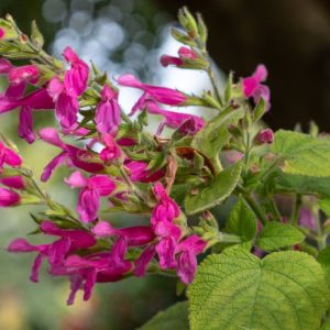 Salvia dorisiana flowers