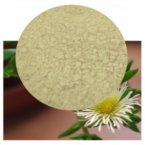 Sceletium tortuosum dried herb powder
