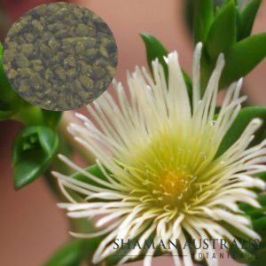 Sceletium tortuosum flower and extract