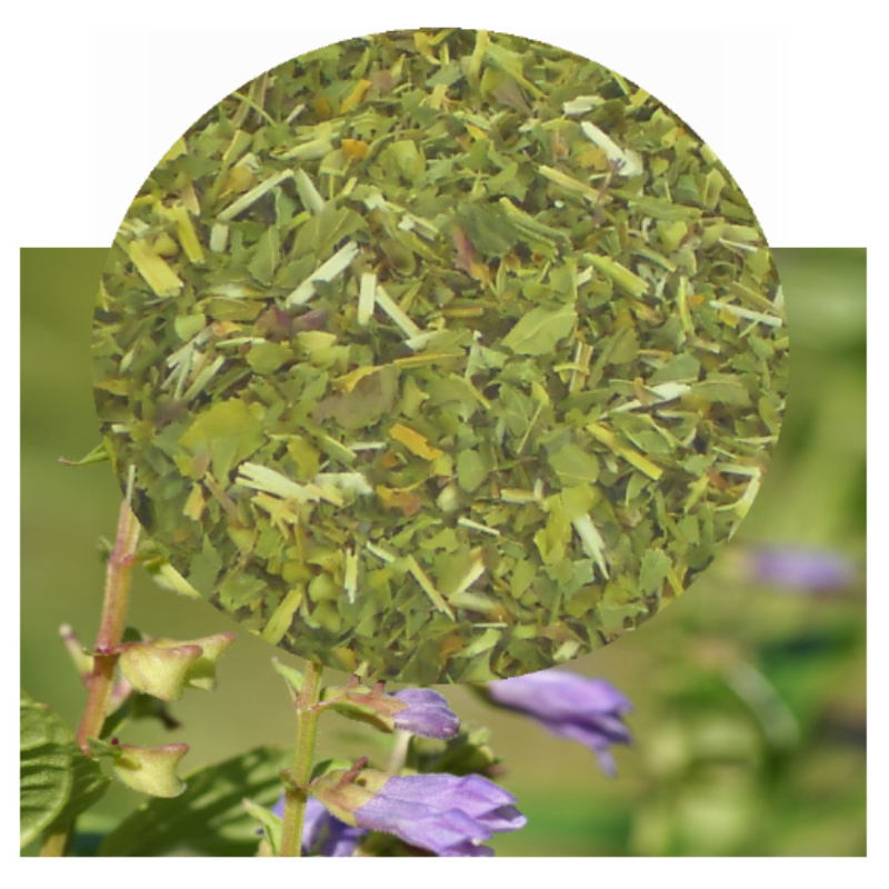 Scutellaria lateriflora flower with herb inset