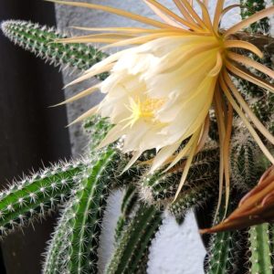 Selenicereus validus