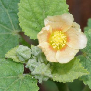 Sida cordifolia flower
