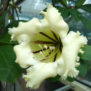 Solandra longiflora flower