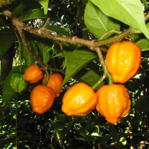 Tabernanthe iboga fruit