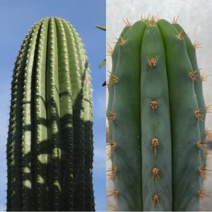 Trichocereus terscheckii Dawsons Short Spine and Trichocereus J1 cacti