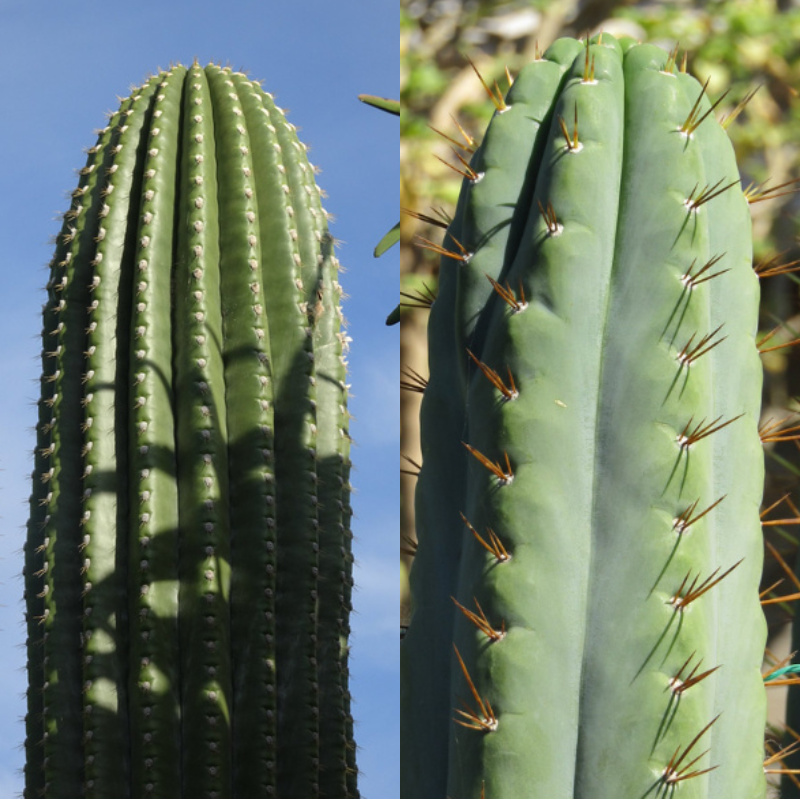 Trichocereus terscheckii Dawsons Short Spine x TA 03: Hybrid