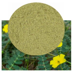Tribulus terrestris plant with powder inset