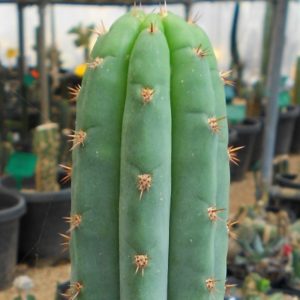 Trichocereus pachanoi Nothink cactus