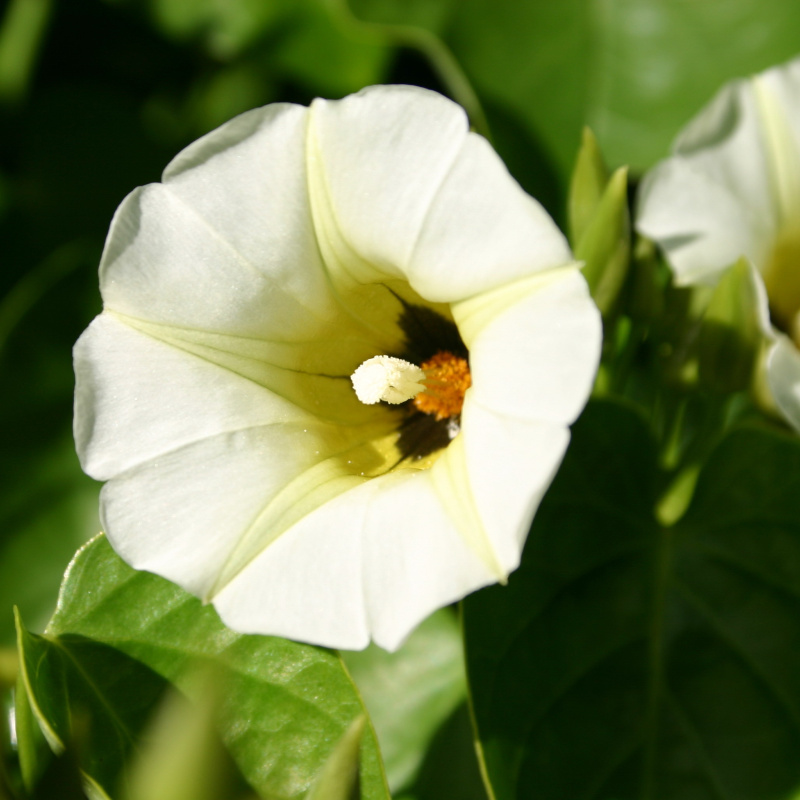 Turbina corymbosa Flower close-up