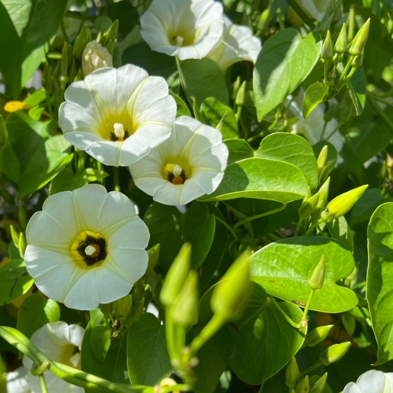 Turbina corymbosa vine and flowers