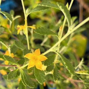Turnera diffusa flower and leaves 2