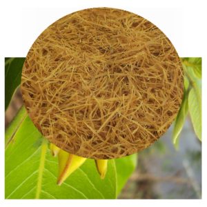 Uncaria tomentosa with shredded bark inset