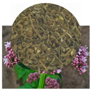 Valeriana officinalis dried root