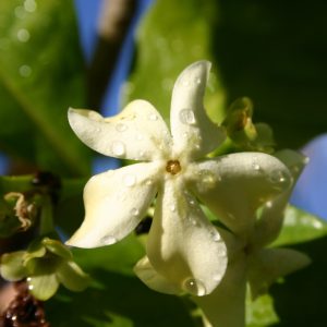 Voacanga africana flower