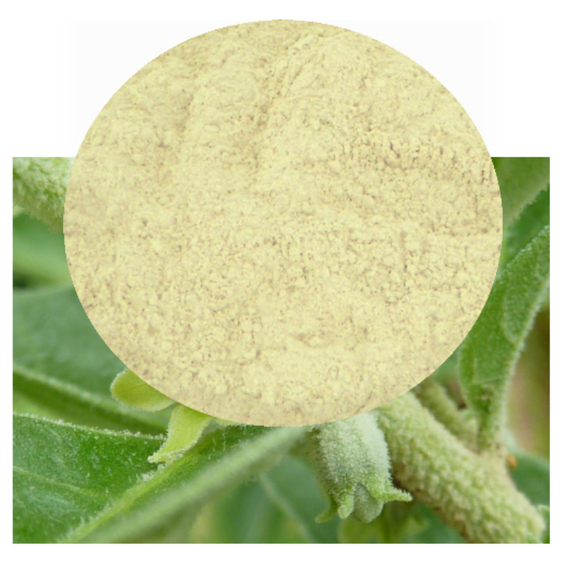 Withania somnifera plant with root powder inset