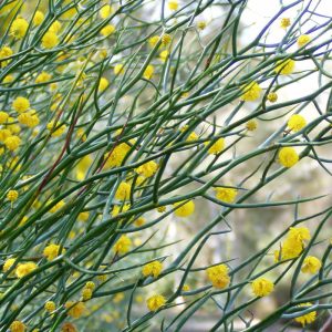 Acacia aphylla, Reindeer Wattle, Plant