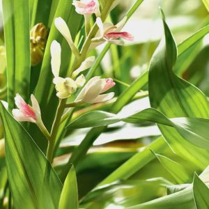 Alpinia galanga flowers and leaves