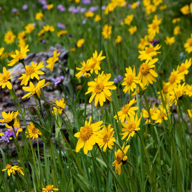 Arnica Montana Seed For Pain Relief And Healing Benefits Shaman arnica-montana-seed-for-pain-relief-and-healing-benefits-shaman