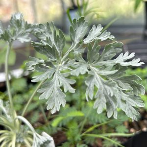 Artemisia absinthium leaf close-up