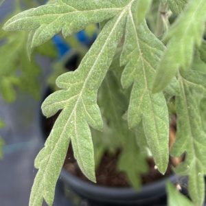 Artemisia vulgais leaf close up
