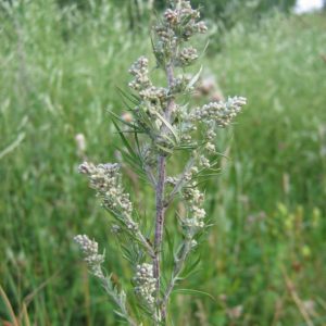 Full view of flowering Artemisia vulgaris Plant