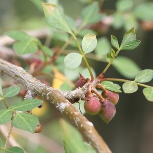 Bursera fagaroides fruit