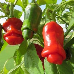 Capsicum annuum 'Peter Pepper' chilli's