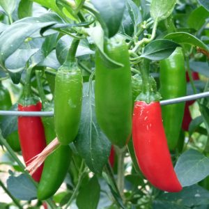 Capsicum annuum 'Serrano' fruit