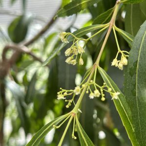 Flowers of the Catha edulis Narrow leaf form