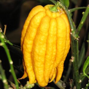 Citrus medica var. sarcodactylis fruit