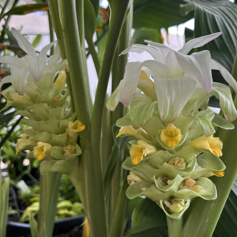 Curcuma longa (Turmeric) Plant - Image 3