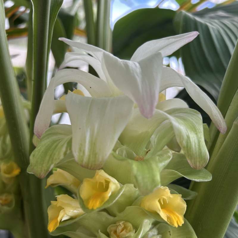 Curcuma longa (Turmeric) Plant - Image 2