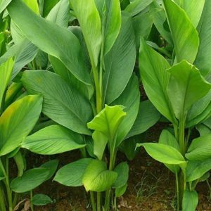 Curcuma longa plant