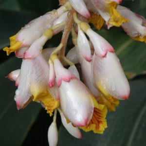 Elettaria cardamomum flowers