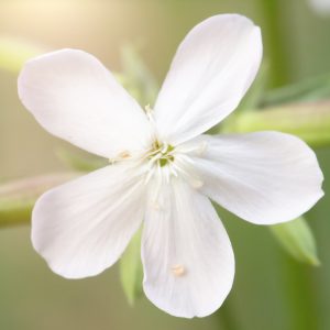 Silene undulata flower