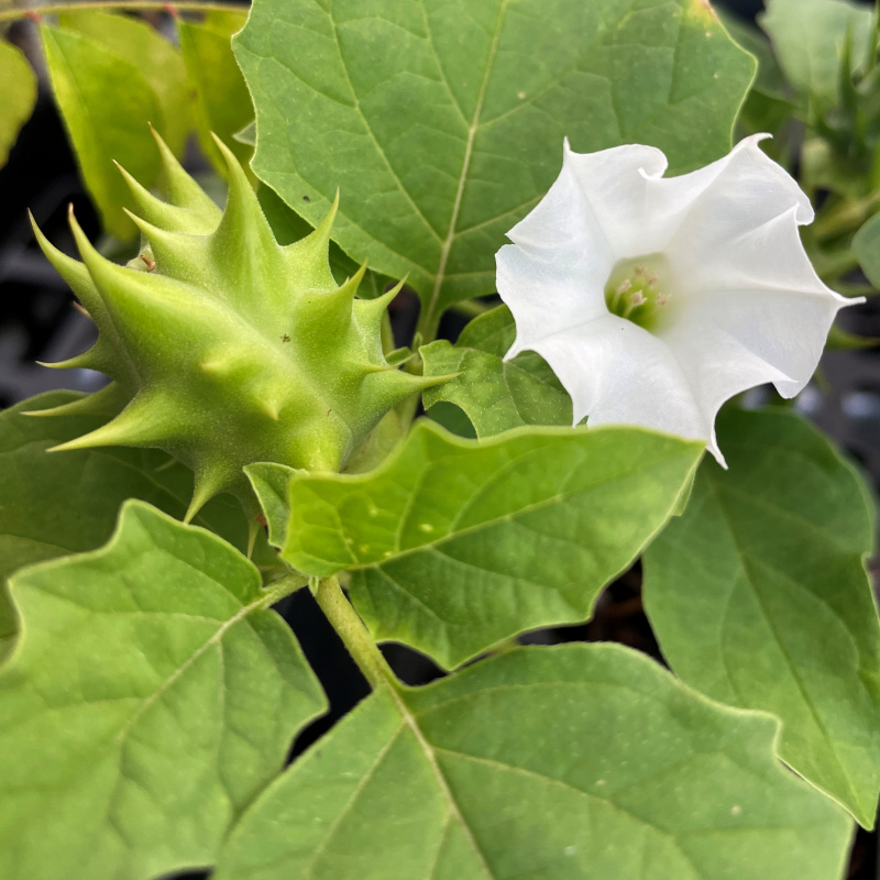 Datura ferox (Fierce Thornapple) 10 Seeds Shaman Australis Botanicals