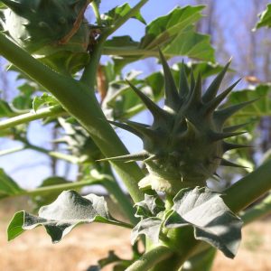 Datura ferox seed pod