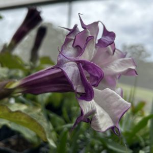 Datura metel var. fastuosa