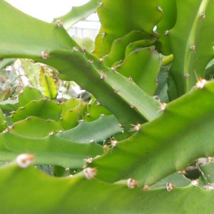 Hylocereus megalanthus (Yellow Dragon Fruit) Cutting