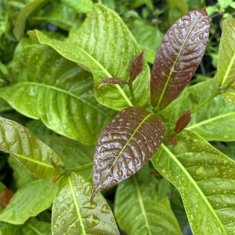 black raven plant ZZ Raven | Easy Houseplant