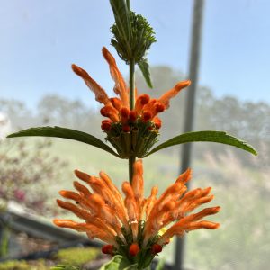 Leonotis leonurus f. orange plant