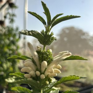 Leonotis leonurus f. white plant